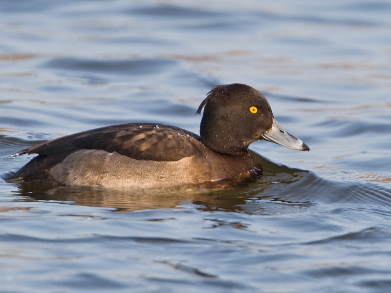 Aythya fuligula Tufted Duck Kuifeend